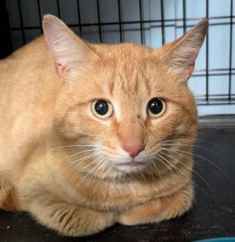 Domestic Short Hair Cats Available for Adoption in Duxbury, Massachusetts - Harris | PetCurious