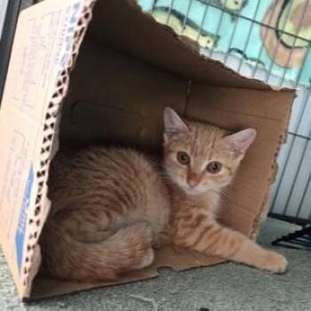Twix -  Domestic Short Hair Cat for Adoption in Phoenixville, Pennsylvania - Twix | PetCurious