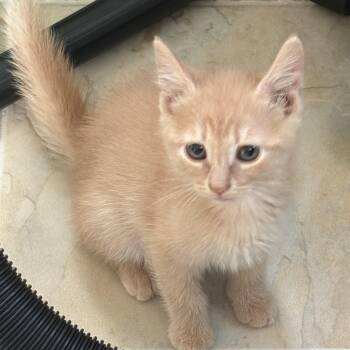 Mona Lisa -  Domestic Short Hair Cat for Adoption in Lemoyne, Pennsylvania - Mona Lisa | PetCurious
