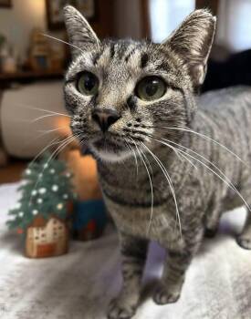 Rescue Domestic Short Hair and Tabby Cats for Adoption in Greensboro, North Carolina - McMuffin | PetCurious