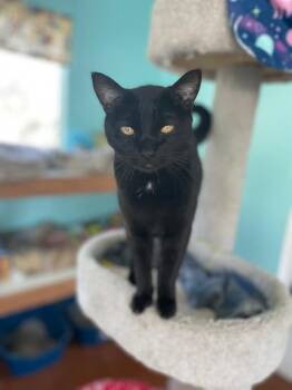Domestic Short Hair Cats Available for Adoption in Ogden, Utah - Joleen | PetCurious