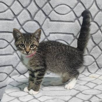261218  Charlotte -  Domestic Short Hair Cat for Adoption in Wetumpka, Alabama - 261218  Charlotte | PetCurious