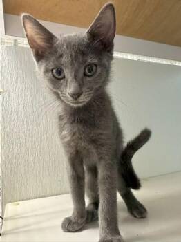 Lulu -  Domestic Short Hair and Russian Blue Cat for Adoption in Margate, Florida - Lulu | PetCurious