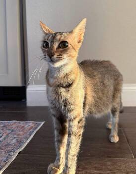 Julie -  Domestic Short Hair Cat for Adoption in Tampa, Florida - Julie | PetCurious