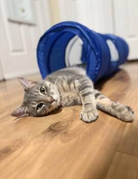 Ghost -  Domestic Short Hair Cat for Adoption in Fairfax, Virginia - Ghost | PetCurious
