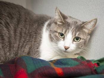 DIAMOND -  Domestic Short Hair Cat for Adoption in Phoenix, Arizona - DIAMOND | PetCurious
