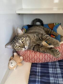 Cleo -  Domestic Short Hair Cat Available for Adoption in Lincoln, Nebraska - Cleo | PetCurious