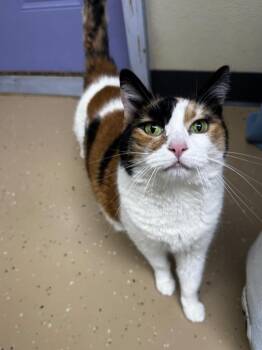 Domestic Short Hair Cats Available for Adoption in Shorewood, Illinois - Samantha | PetCurious