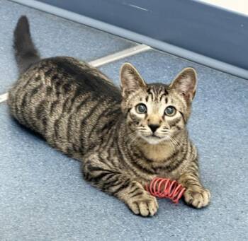 Rescue Domestic Short Hair Cats for Adoption in Saint Johnsbury, Vermont - Stuart | PetCurious