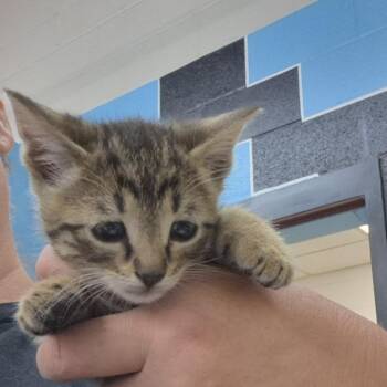 Coffee -  Domestic Short Hair Cat for Adoption in Ardmore, Oklahoma - Coffee | PetCurious