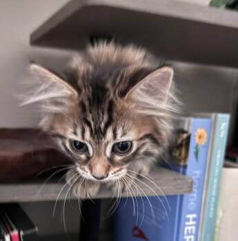 Kiara -  Domestic Long Hair Cat for Adoption in Grand Rapids, Michigan - Kiara | PetCurious