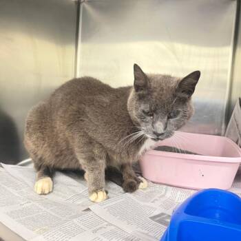 Domestic Short Hair Cats Available for Adoption in Auburn, Alabama - Orym | PetCurious