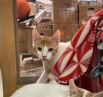 Rusty -  Domestic Short Hair Cat for Adoption in Scottsdale, Arizona - Rusty | PetCurious