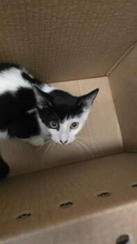 Bill -  Domestic Short Hair Cat for Adoption in Wichita, Kansas - Bill | PetCurious