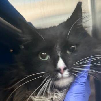 Domestic Long Hair Cats Available for Adoption - Piper | PetCurious