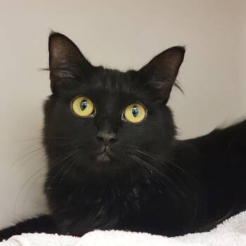 Avery -  Domestic Short Hair Cat for Adoption in Sarasota, Florida - Avery | PetCurious