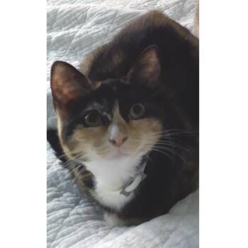 Netnet -  Domestic Short Hair Cat for Adoption in Philadelphia, Pennsylvania - Netnet | PetCurious