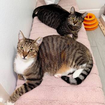 Boots and Tiny -  Domestic Short Hair Cat for Adoption in Miami, Florida - Boots And Tiny | PetCurious