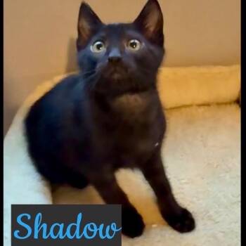 Salem -  Domestic Short Hair Cat for Adoption in Tustin, California - Salem | PetCurious