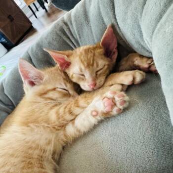 Sunny and Tango -  Domestic Short Hair Cat for Adoption in Fort Worth, Texas - Sunny And Tango | PetCurious