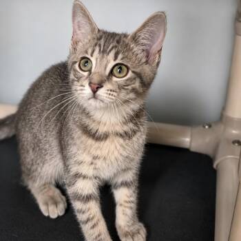 Cookie -  Domestic Short Hair Cat for Adoption in South Elgin, Illinois - Cookie | PetCurious