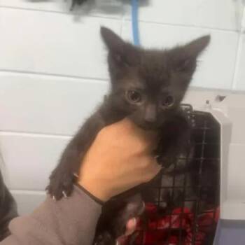 BAC-A-142325 -  Domestic Short Hair Cat for Adoption in Beaumont, Texas - BAC-A-142325 | PetCurious