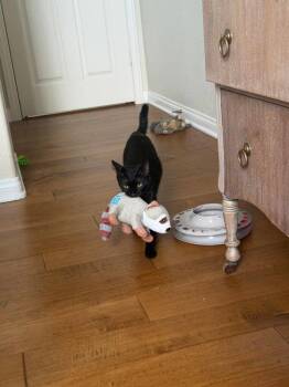 Thelma 5037 -  Domestic Short Hair Cat for Adoption in Bonsall, California - Thelma 5037 | PetCurious