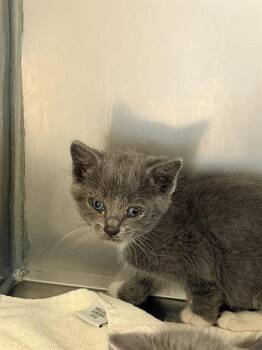 PANSAS* -  Domestic Short Hair Cat for Adoption in Santa Cruz, California - PANSAS* | PetCurious