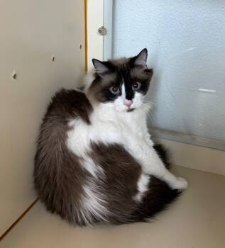 Rescue Domestic Long Hair Cats for Adoption in Newberg, Oregon - Sammy | PetCurious