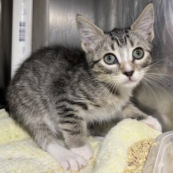 Buttercup -  Domestic Short Hair Cat for Adoption in Palm Springs, California - Buttercup | PetCurious