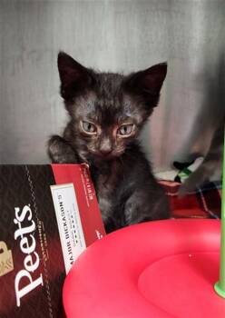 JEJU -  Domestic Short Hair Cat for Adoption in Fort Walton Beach, Florida - JEJU | PetCurious
