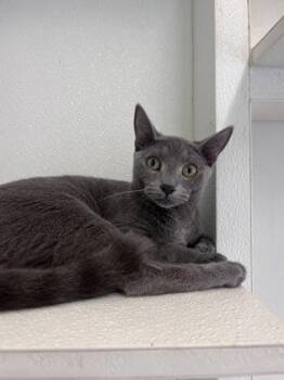 Domestic Short Hair Cats Available for Adoption in Honolulu, Hawaii - Sage | PetCurious