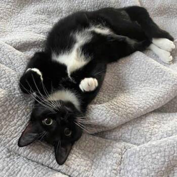 Domestic Short Hair Cats Available for Adoption - Michael | PetCurious