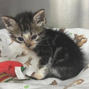 Sleeping Beauty -  Domestic Short Hair Cat for Adoption in Los Angeles, California - Sleeping Beauty | PetCurious