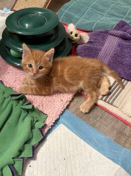 Dark Orange -  American Shorthair Cat for Adoption in Big Rapids, Michigan - Dark Orange | PetCurious