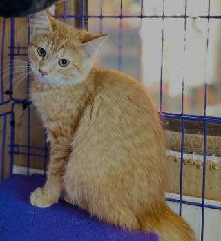 Rescue Tortoiseshell Cats for Adoption in Egg Harbor City, New Jersey - Linda | PetCurious