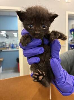 MORTICIA -  Domestic Medium Hair Cat for Adoption in Palmetto, Florida - MORTICIA | PetCurious