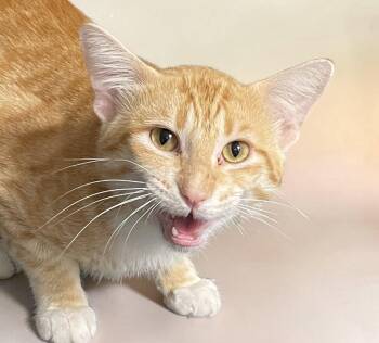 Rowan -  Domestic Short Hair Cat for Adoption in Champaign, Illinois - Rowan | PetCurious