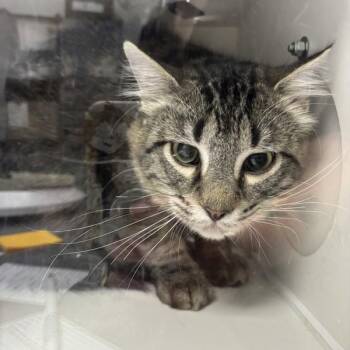 Domestic Long Hair Cats Available for Adoption in Des Moines, Iowa - Boston | PetCurious