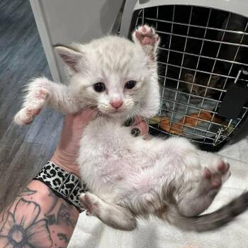 Joey -  Siamese and Domestic Short Hair Cat Available for Adoption in Madison, Wisconsin - Joey | PetCurious