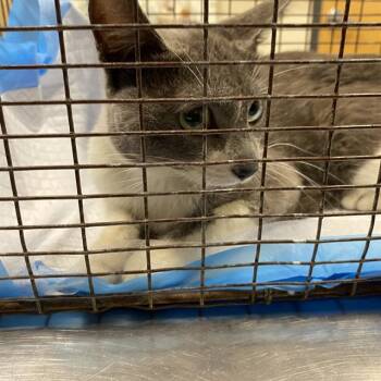 A611241 -  Domestic Medium Hair Cat for Adoption in Modesto, California - A611241 | PetCurious