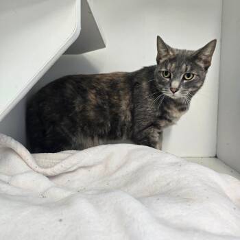 Willa -  Domestic Short Hair Cat for Adoption in Jasper, Indiana - Willa | PetCurious
