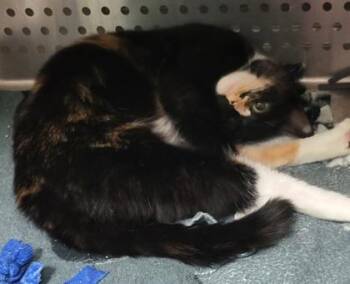 Emerald aka Minty -  Domestic Short Hair Cat for Adoption in Pendleton, Oregon - Emerald Aka Minty | PetCurious