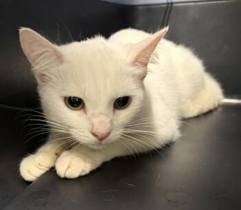 MOON -  Domestic Short Hair Cat for Adoption in Westminster, Maryland - MOON | PetCurious