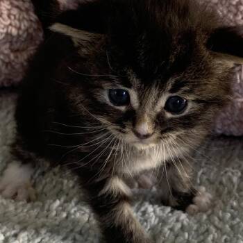 Katherine -  Domestic Medium Hair Cat Available for Adoption in Lakewood, California - Katherine | PetCurious