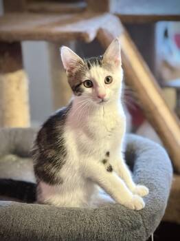 Rescue Domestic Short Hair Cats for Adoption in Albany, New York - Tokyo | PetCurious
