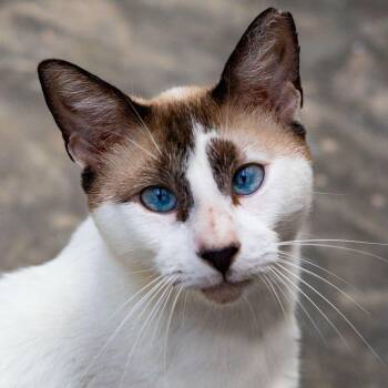 Blue -  Snowshoe and Domestic Short Hair Cat for Adoption in New York, New York - Blue | PetCurious