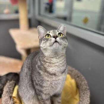 Shug -  Domestic Short Hair Cat for Adoption in Wilmington, Delaware - Shug | PetCurious