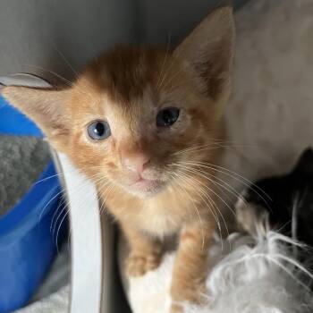 Charlie -  Domestic Short Hair Cat for Adoption in Sarasota, Florida - Charlie | PetCurious