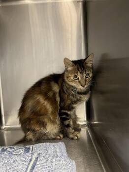RAINE* -  Domestic Short Hair Cat for Adoption in Santa Cruz, California - RAINE* | PetCurious